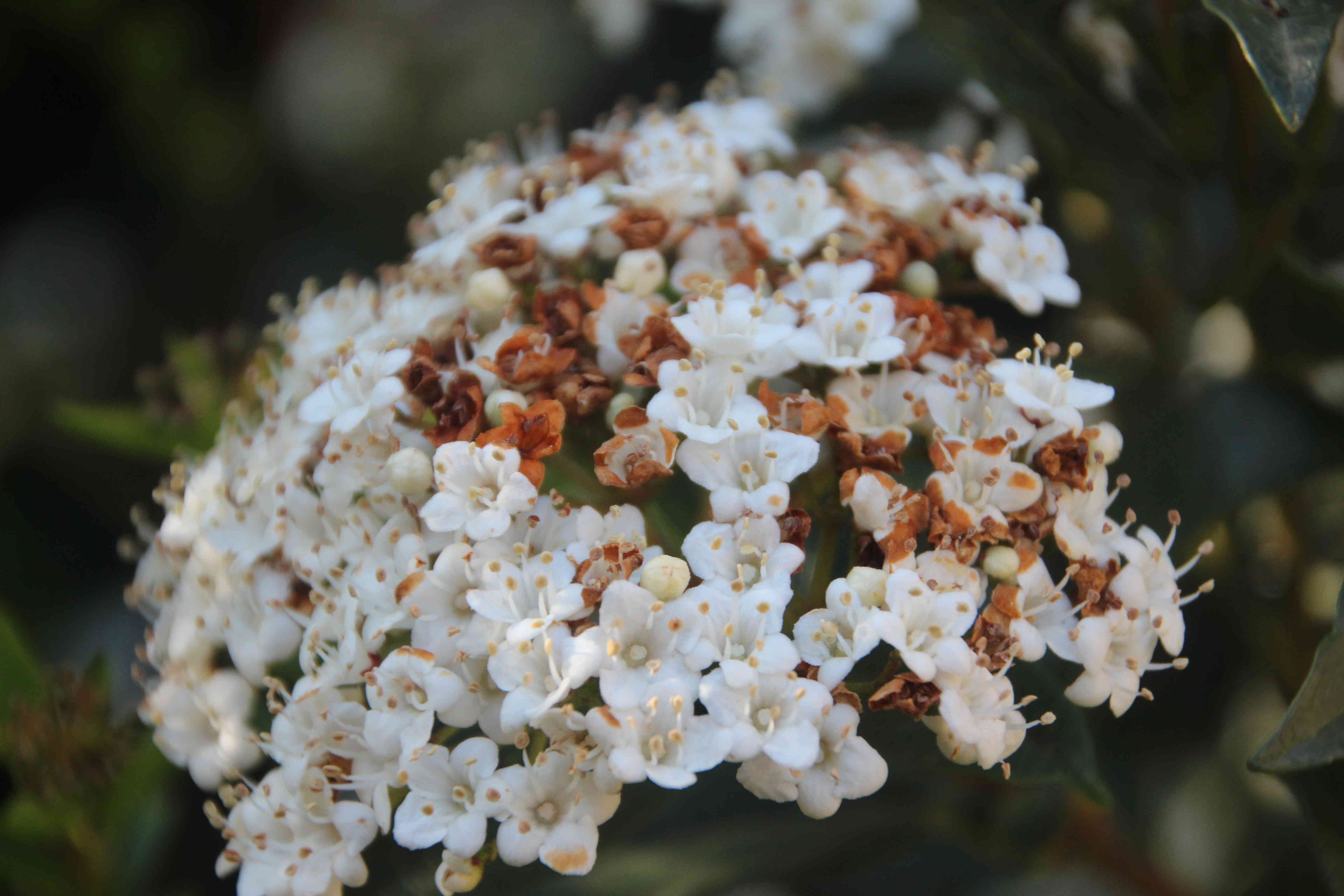 Annexe IMG_2285_comp.JPG