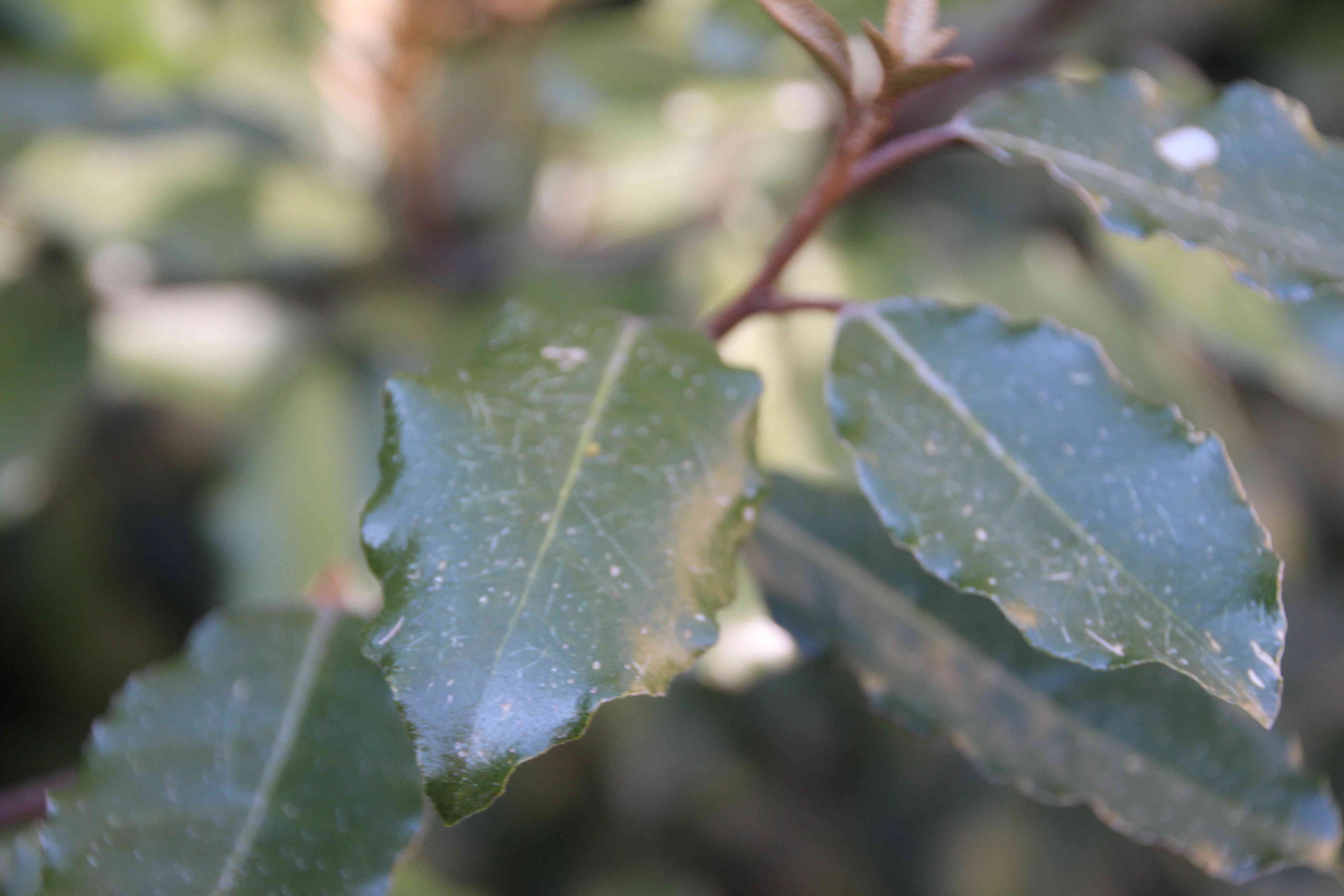 Annexe IMG_2286_comp.JPG