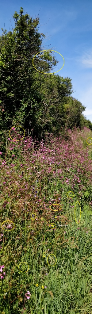 Annexe Activité 2 - biodiversité (300x1024).jpg
