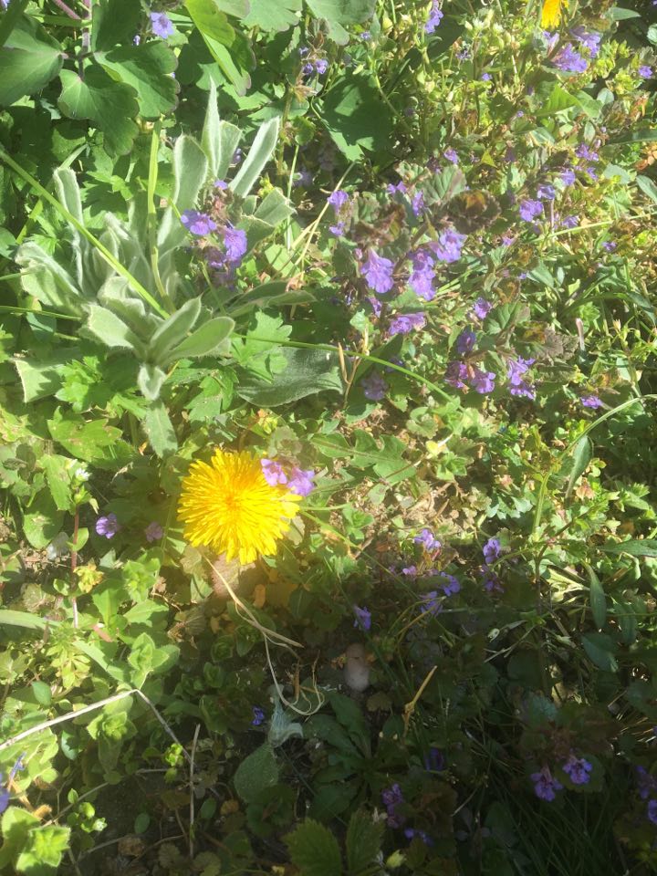 Annexe 92363385_225603875188607_105671597234323456_n.jpg