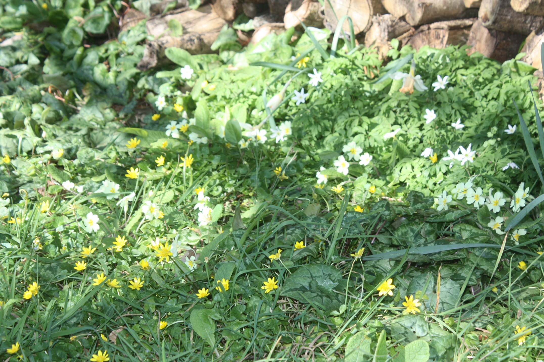 Annexe flore du jardin.jpg