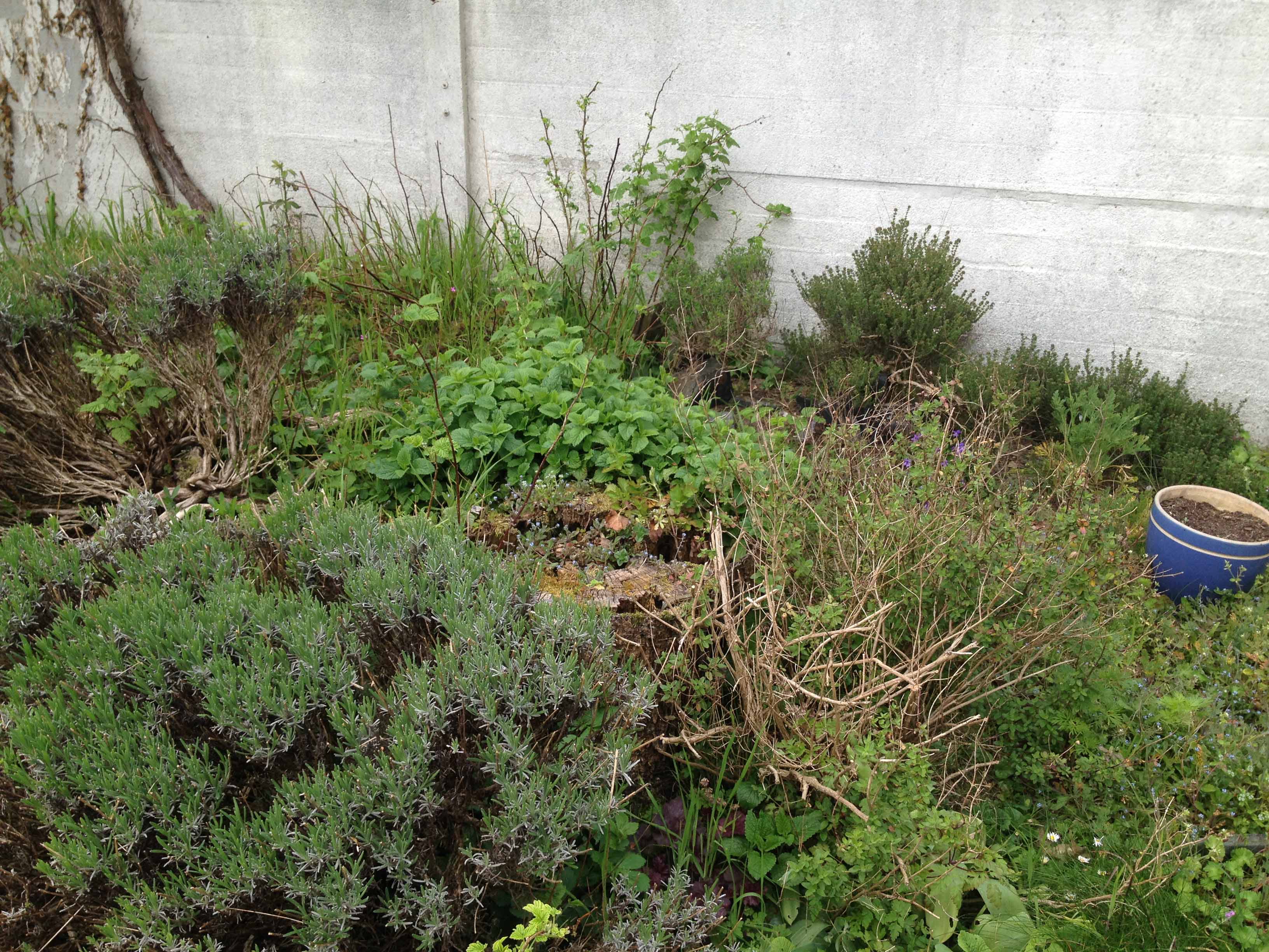 Annexe biodiversite3.jpg