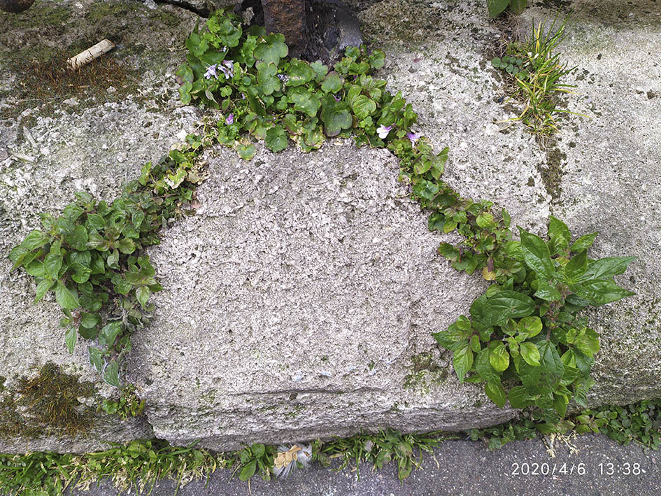 Annexe 1 web  muret végétal.jpg