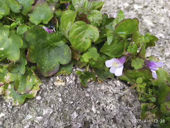 Annexe 2 gros plan cymbalaria muris.jpg