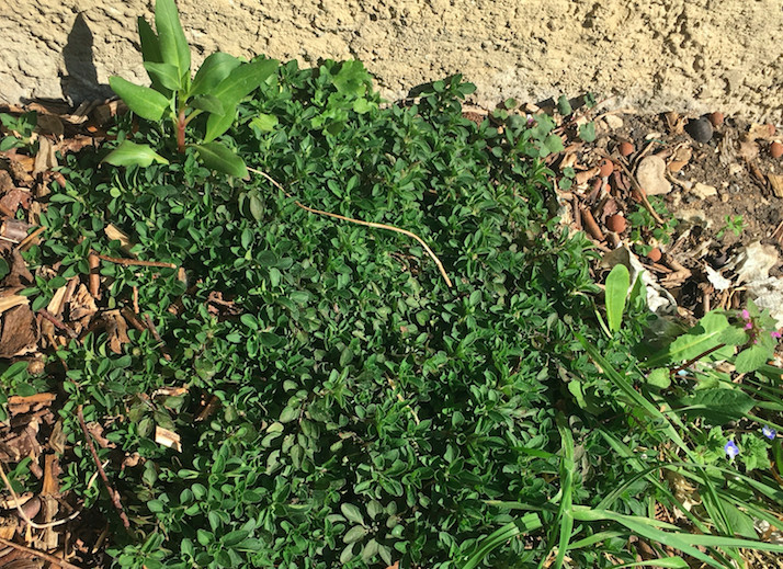 Annexe Biodiversité autour de lorigan.png