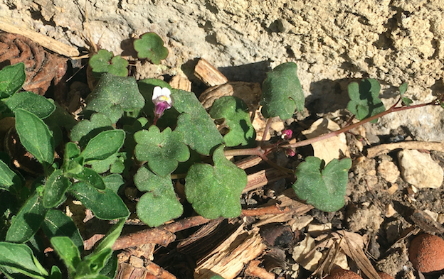 Annexe Cymbalaire.png