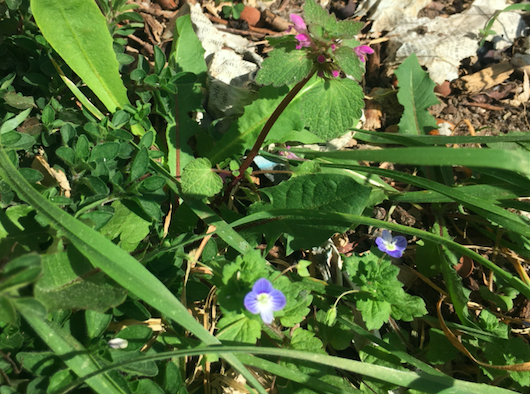 Annexe Véronique et Lamier pourpre.png