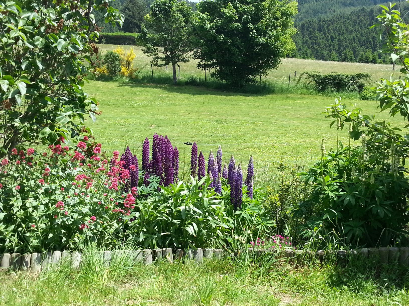 Annexe Flore du jardin de Jonzieux.jpg