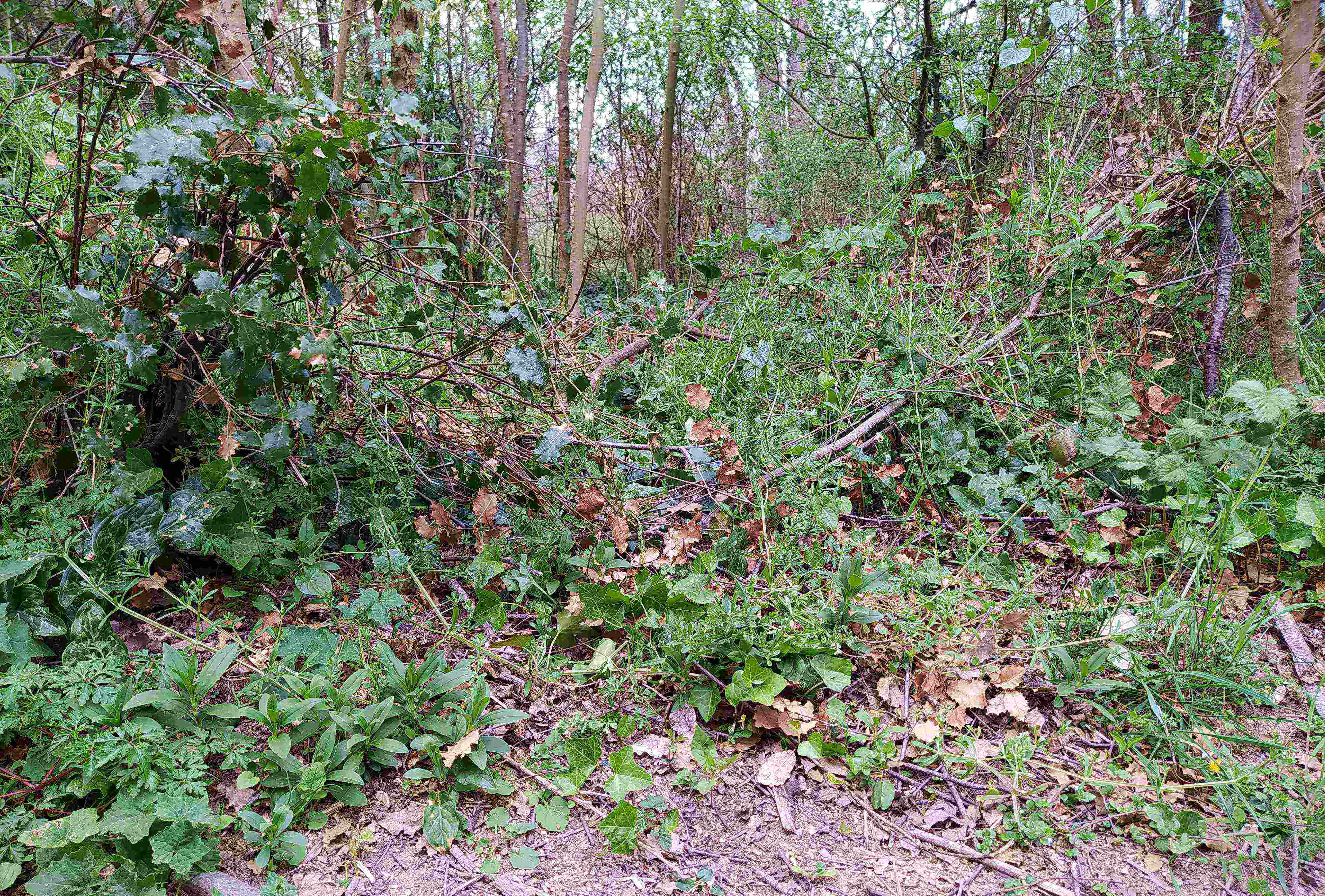Annexe Sous bois Ariège.jpg