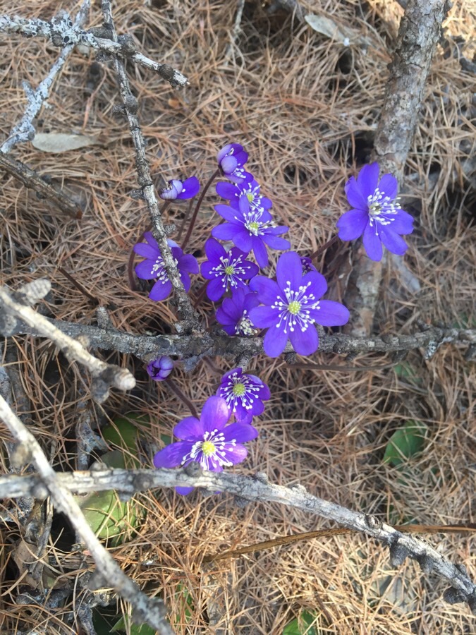 Annexe ANEMONE HEPATICE 07 04.JPG