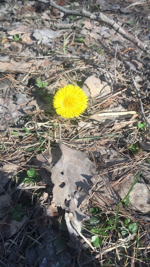 Annexe TUSSILAGO FARFARA 07 04.JPG