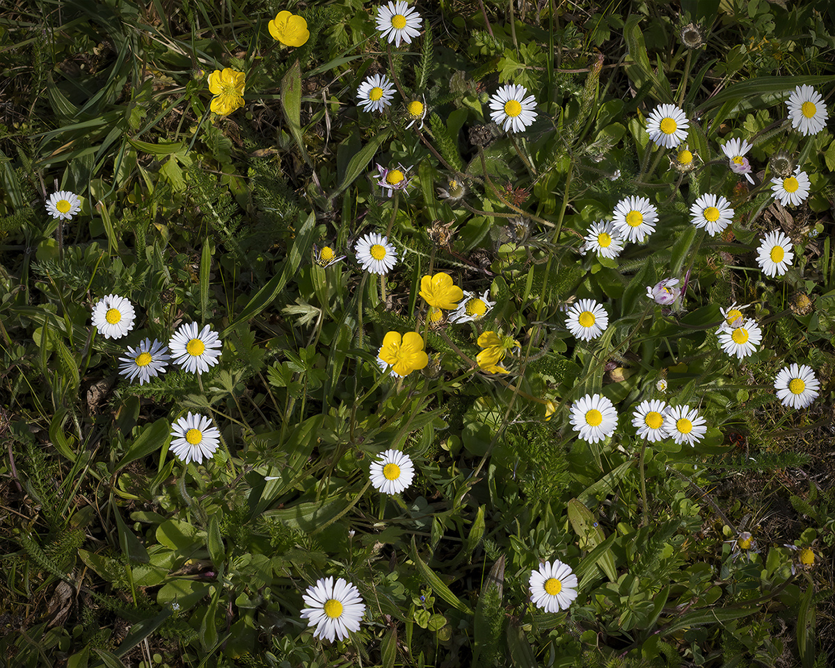 Annexe biodiversité.jpg