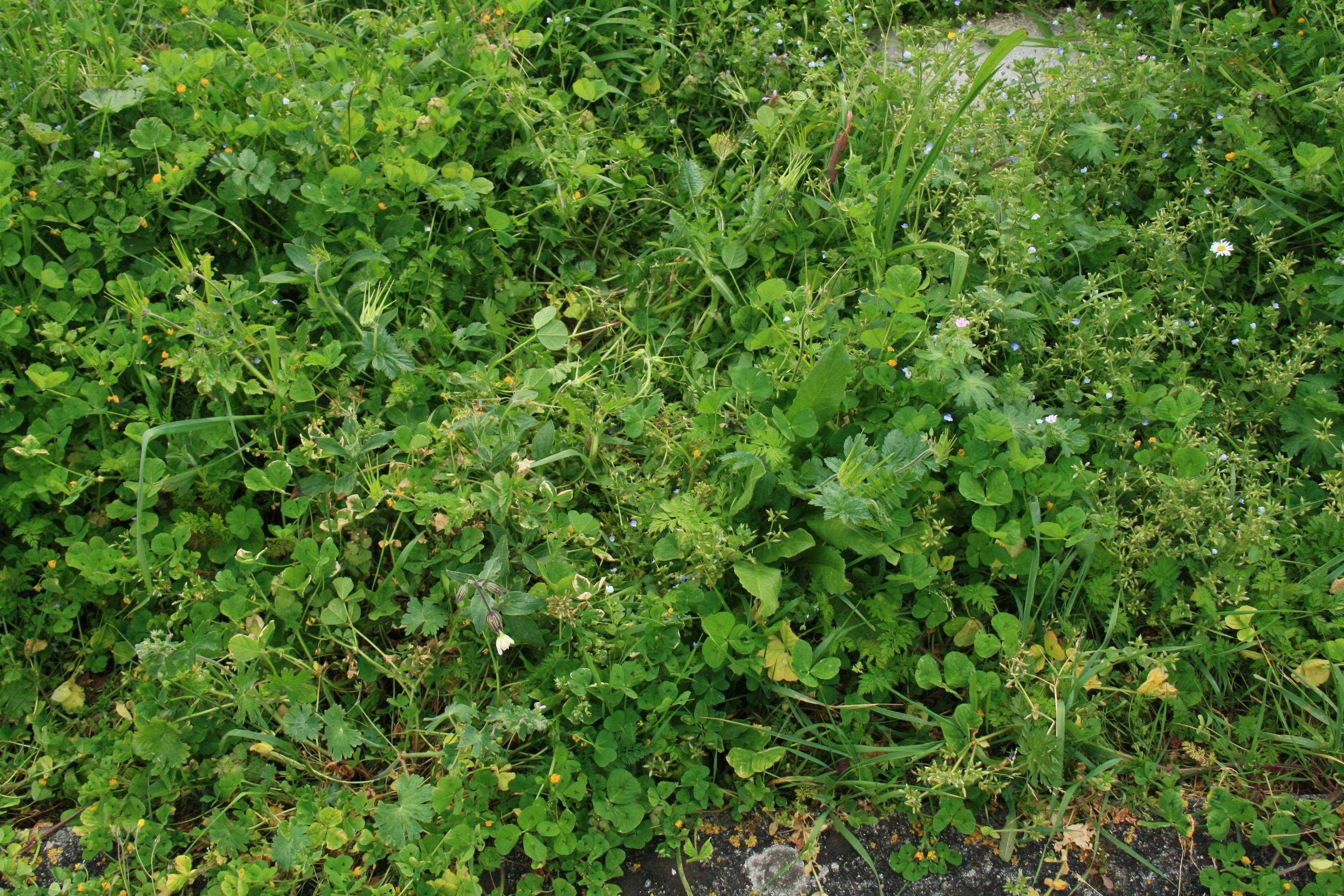 Annexe biodiversité.JPG