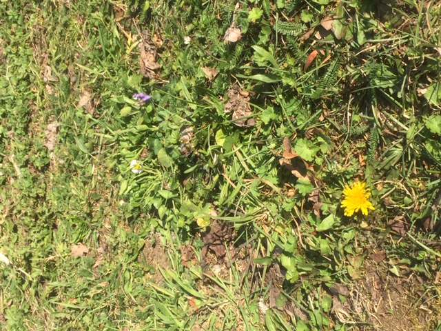 Annexe Photo biodiversité creux lavalette .jpeg