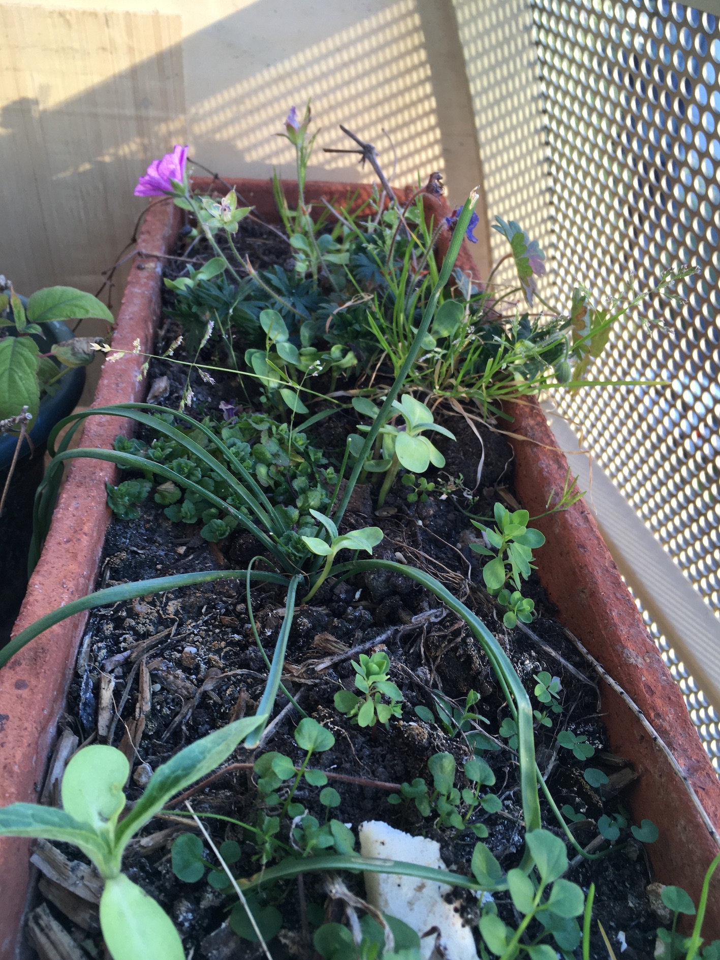 Annexe IMG_5325.jpeg