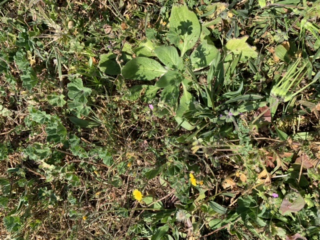 Annexe 4A16AB51-AE78-4DE8-B701-20DF042A5848.jpeg