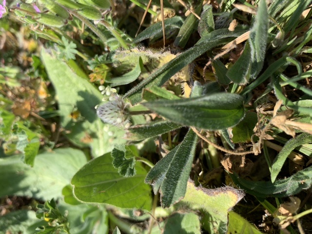 Annexe 7DC4801E-F6BD-475E-8AA7-2D61E525A0A6.jpeg