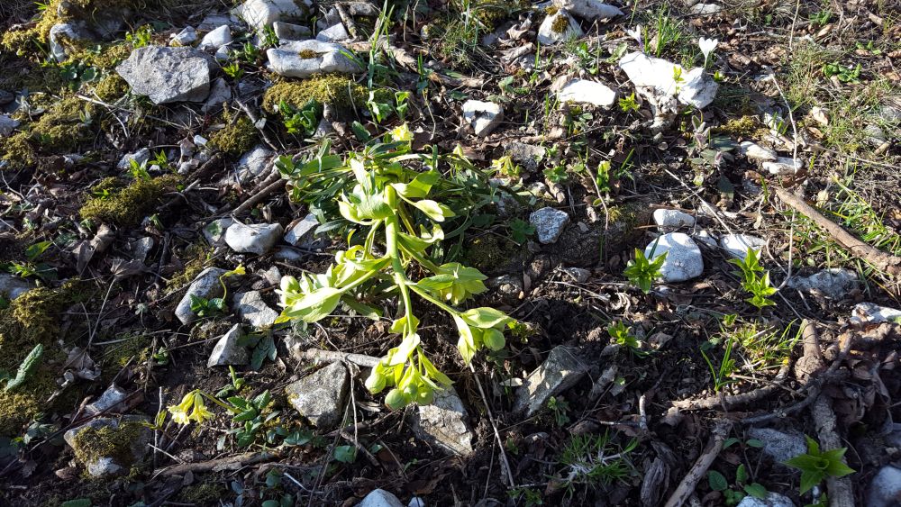 Annexe diversité.jpg