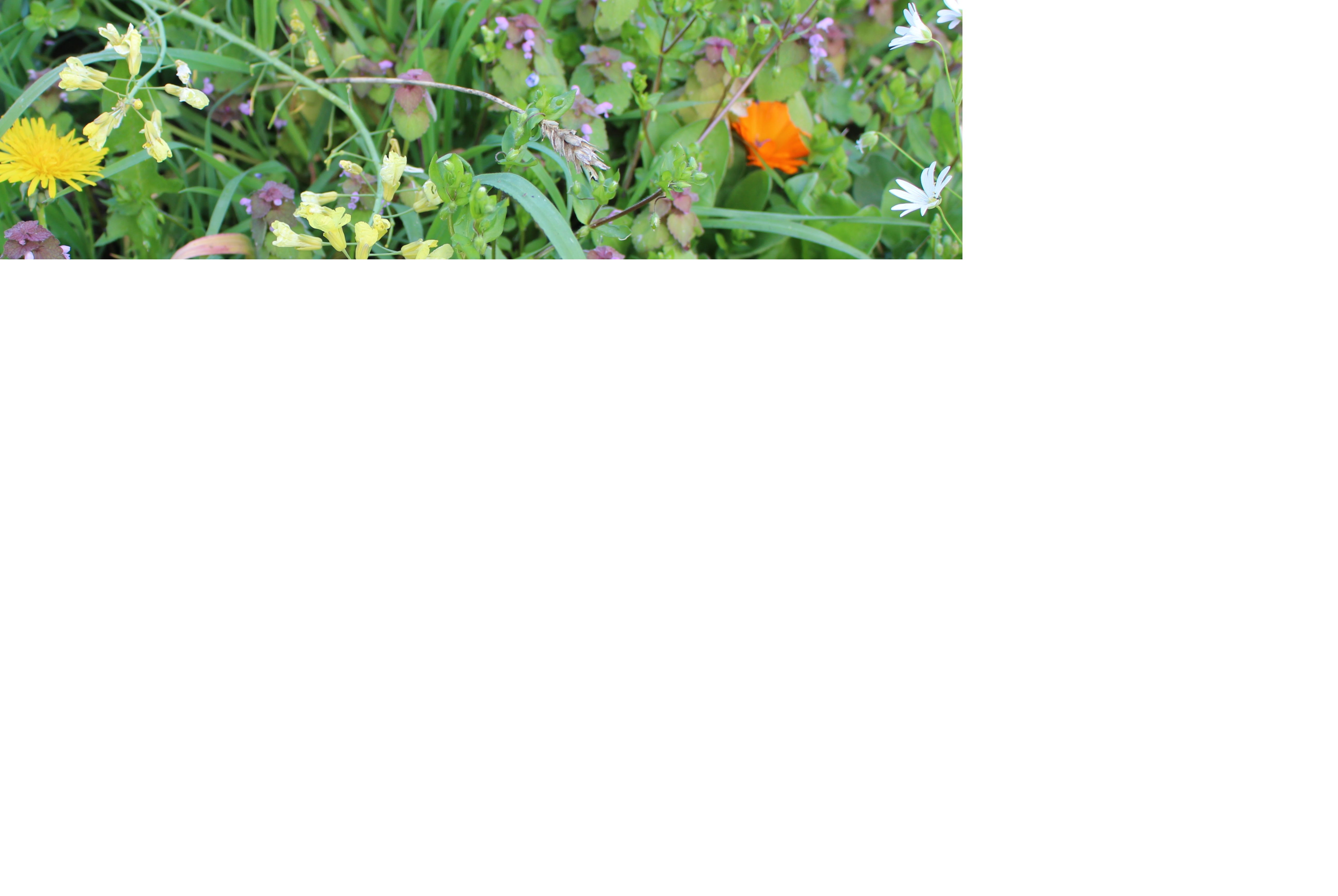 Annexe IMG_3205 ok1.jpg