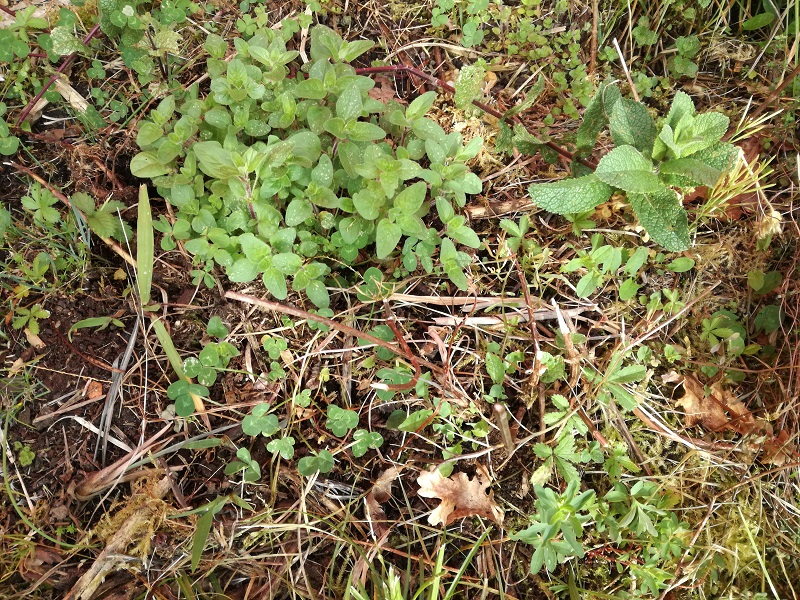 Annexe IMG_20200408_102006.jpg