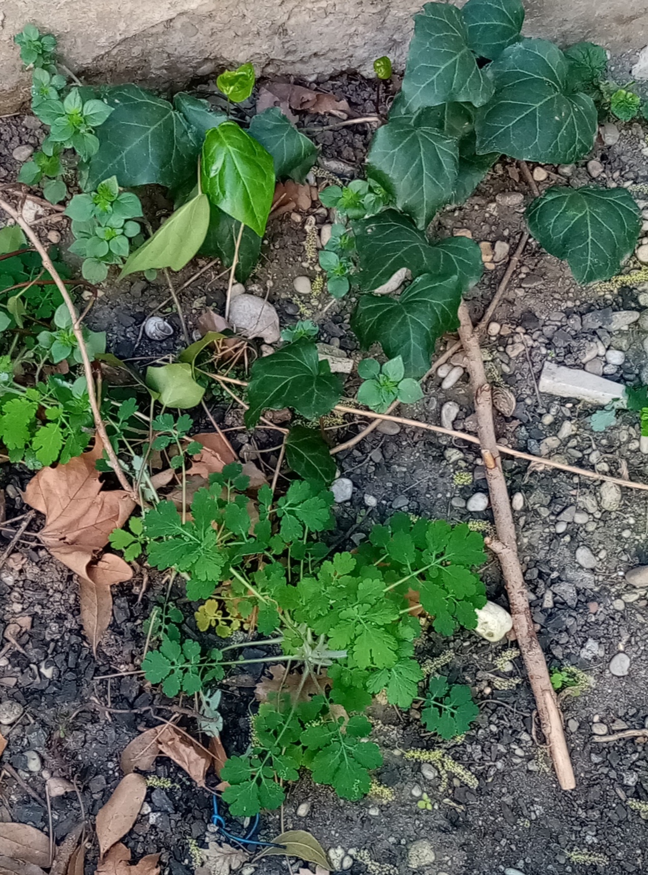 Annexe IMG_20200408_115616.jpg