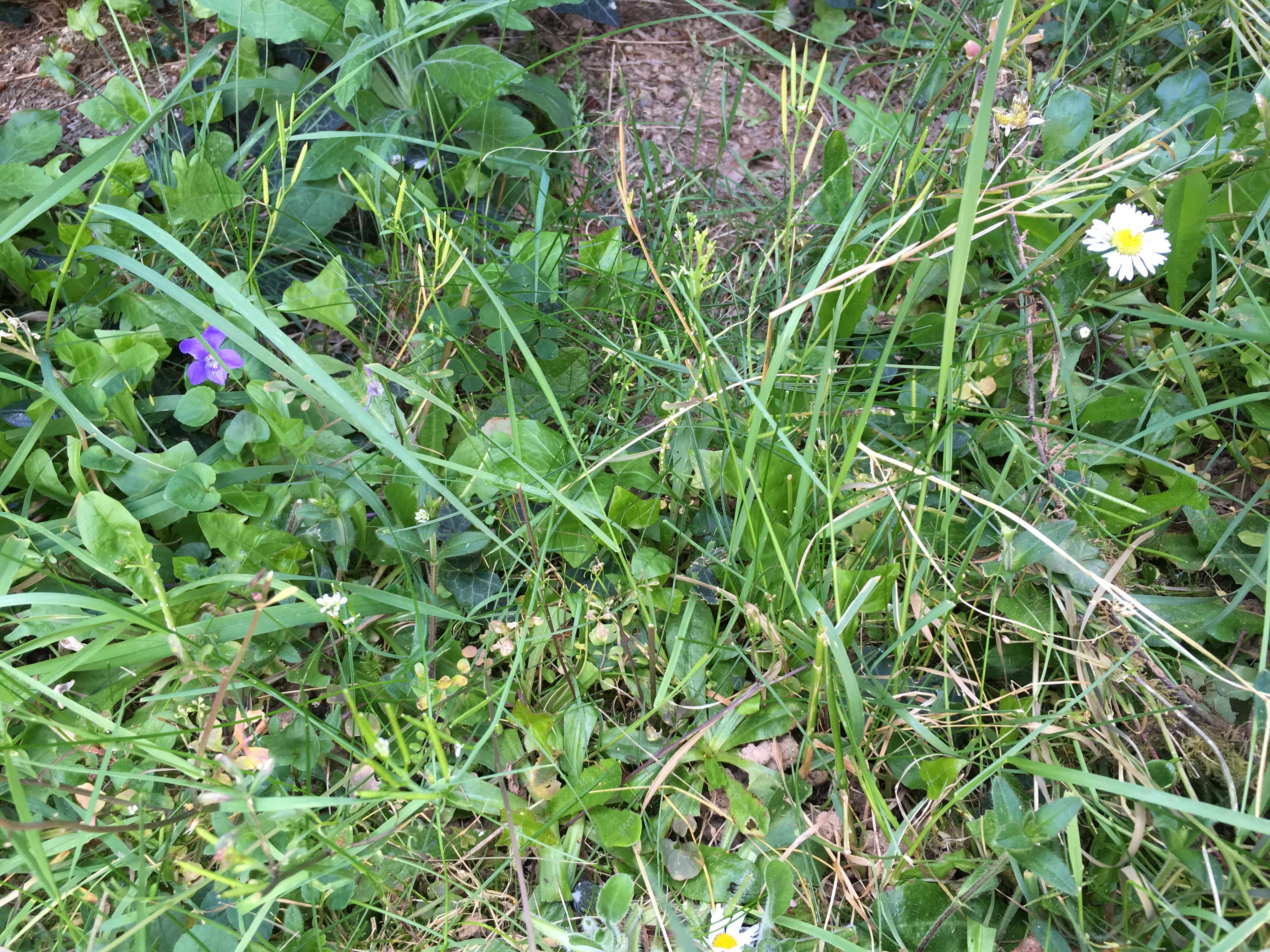 Annexe IMG_7130-min.JPG