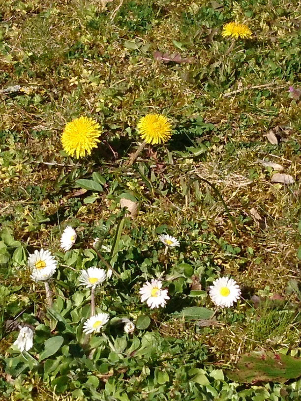 Annexe biodiversité de mon jardin.jpg