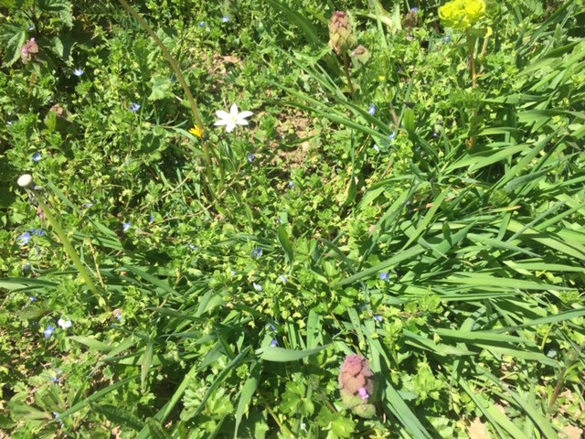 Annexe photo jardin.JPG