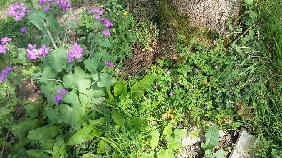 Annexe 20200408_144742.jpg