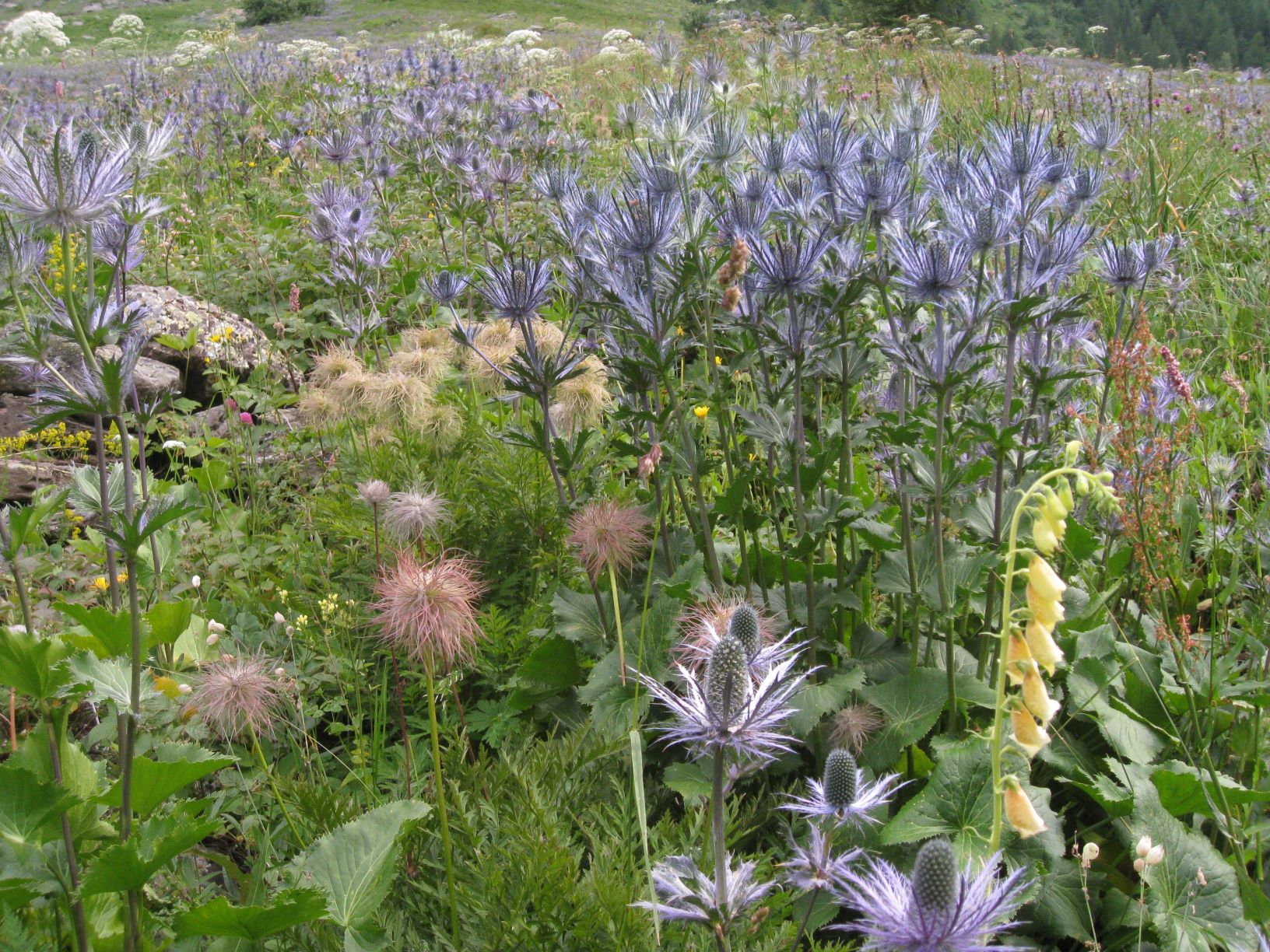 Annexe Lauraret2 juillet 2011 021.jpg