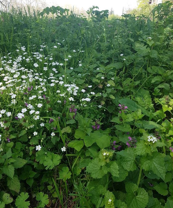 Annexe biodiversité 37100.JPG