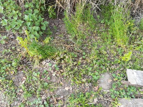 Annexe Biodiversité.jpg