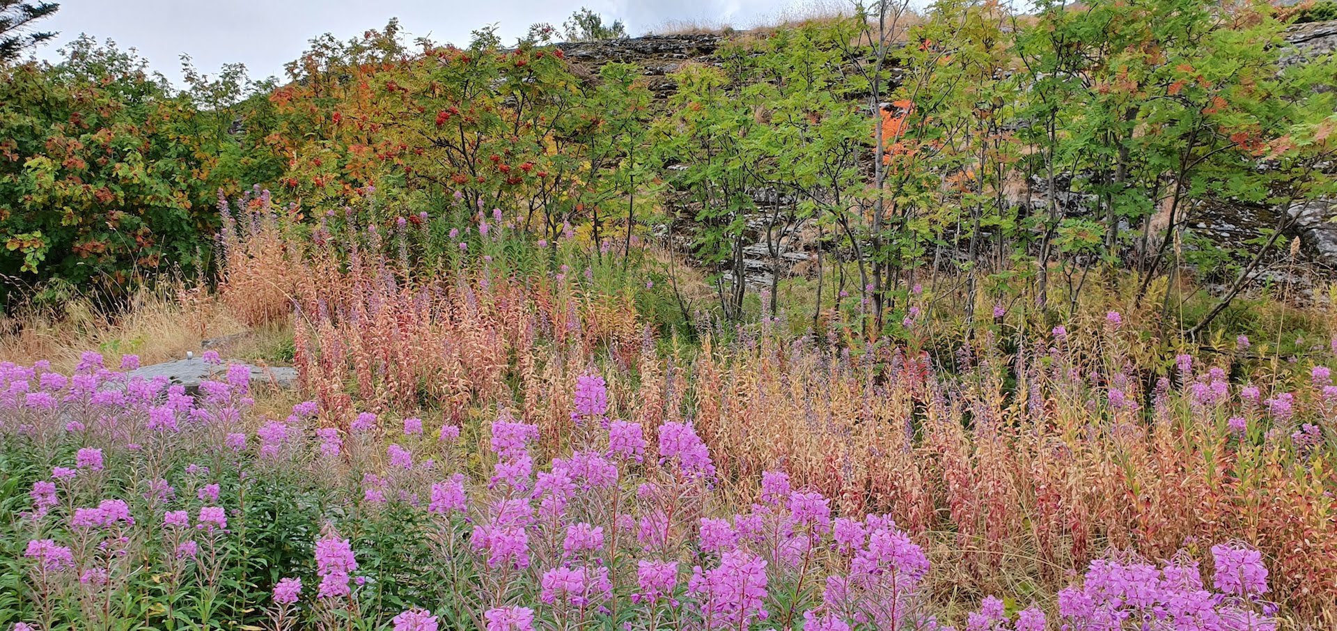Annexe Epilobe en épi en Norvège.jpg