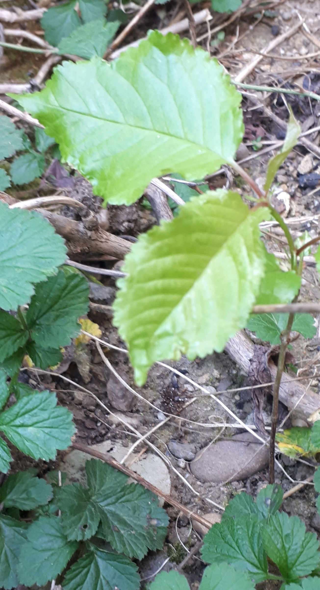 Annexe 20200408_170204.jpg