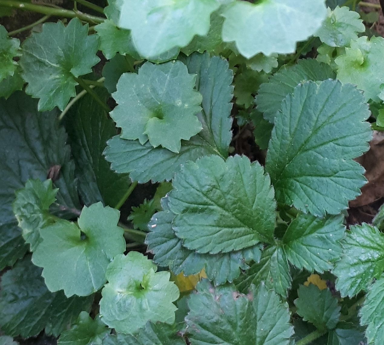 Annexe 20200408_170228.jpg