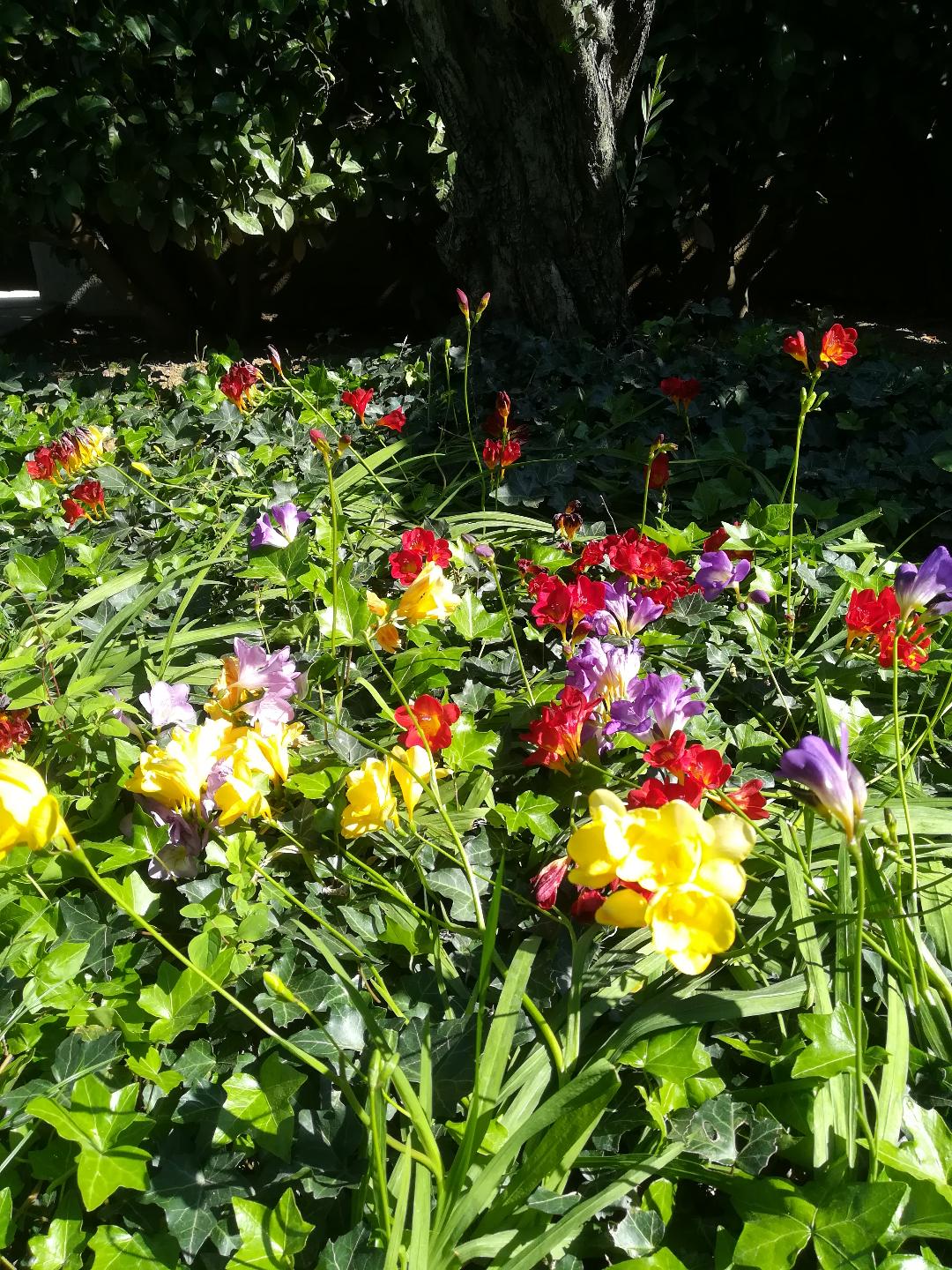 Annexe biodiversité jardin avril 2020.jpg