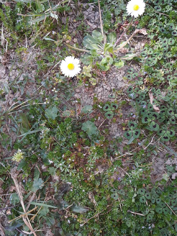 Annexe carré de fleurs.jpeg