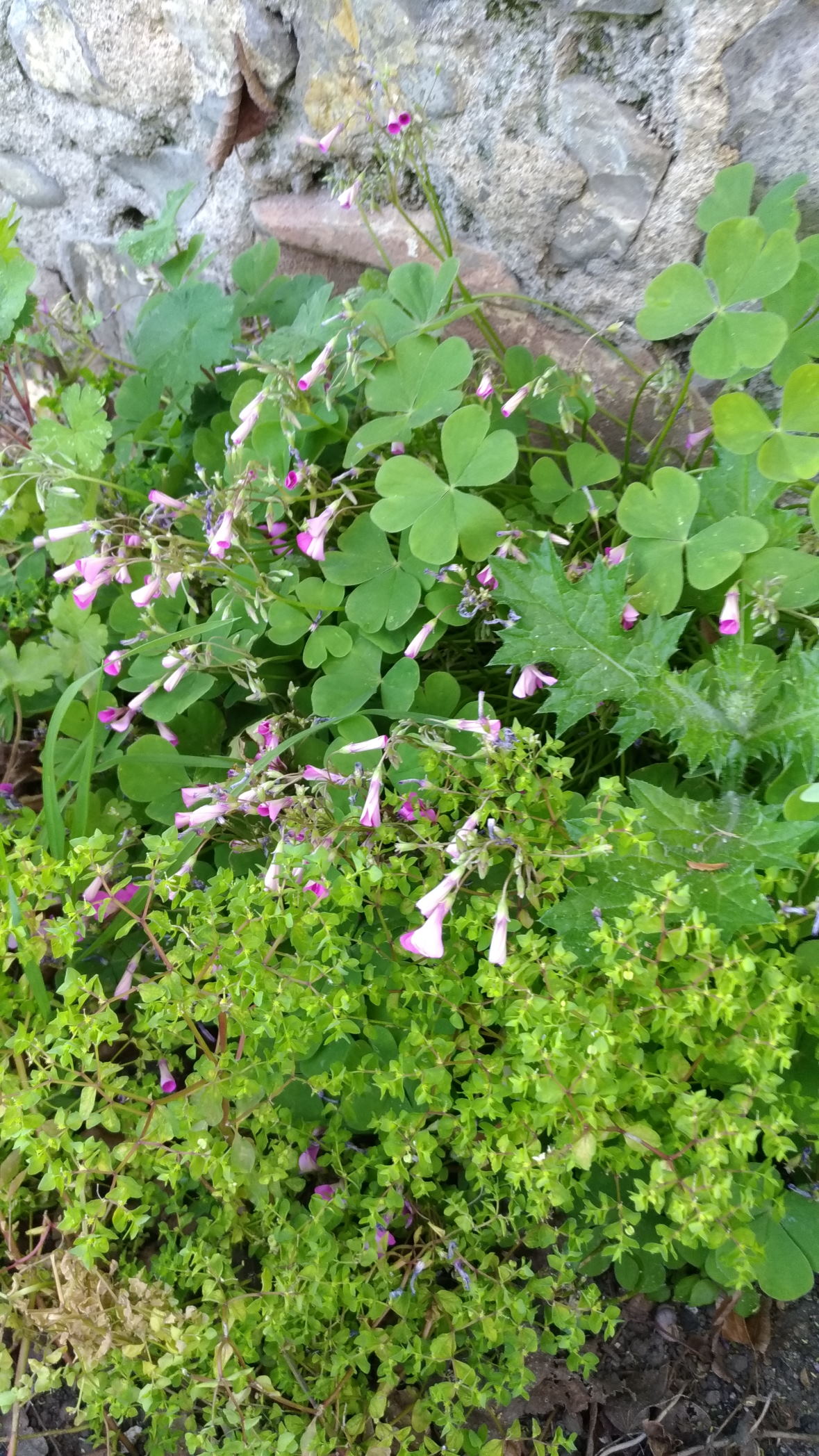 Annexe biodiversité.jpg