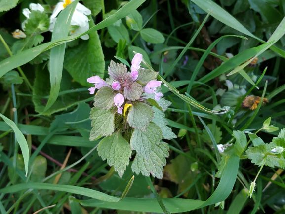 Annexe Lamium Purpureum L..jpg