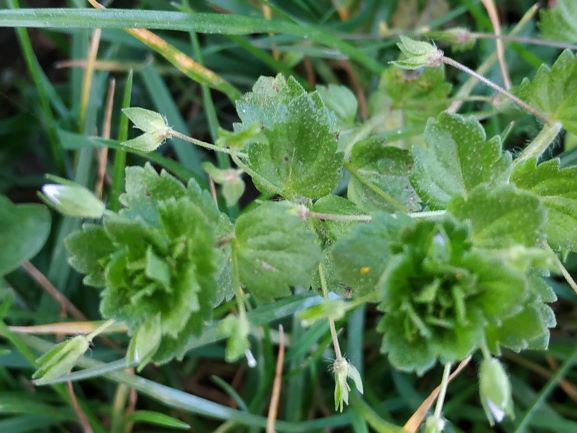 Annexe Veronica Filiformis Sm.jpg