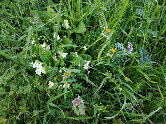 Annexe biodiversité.jpg