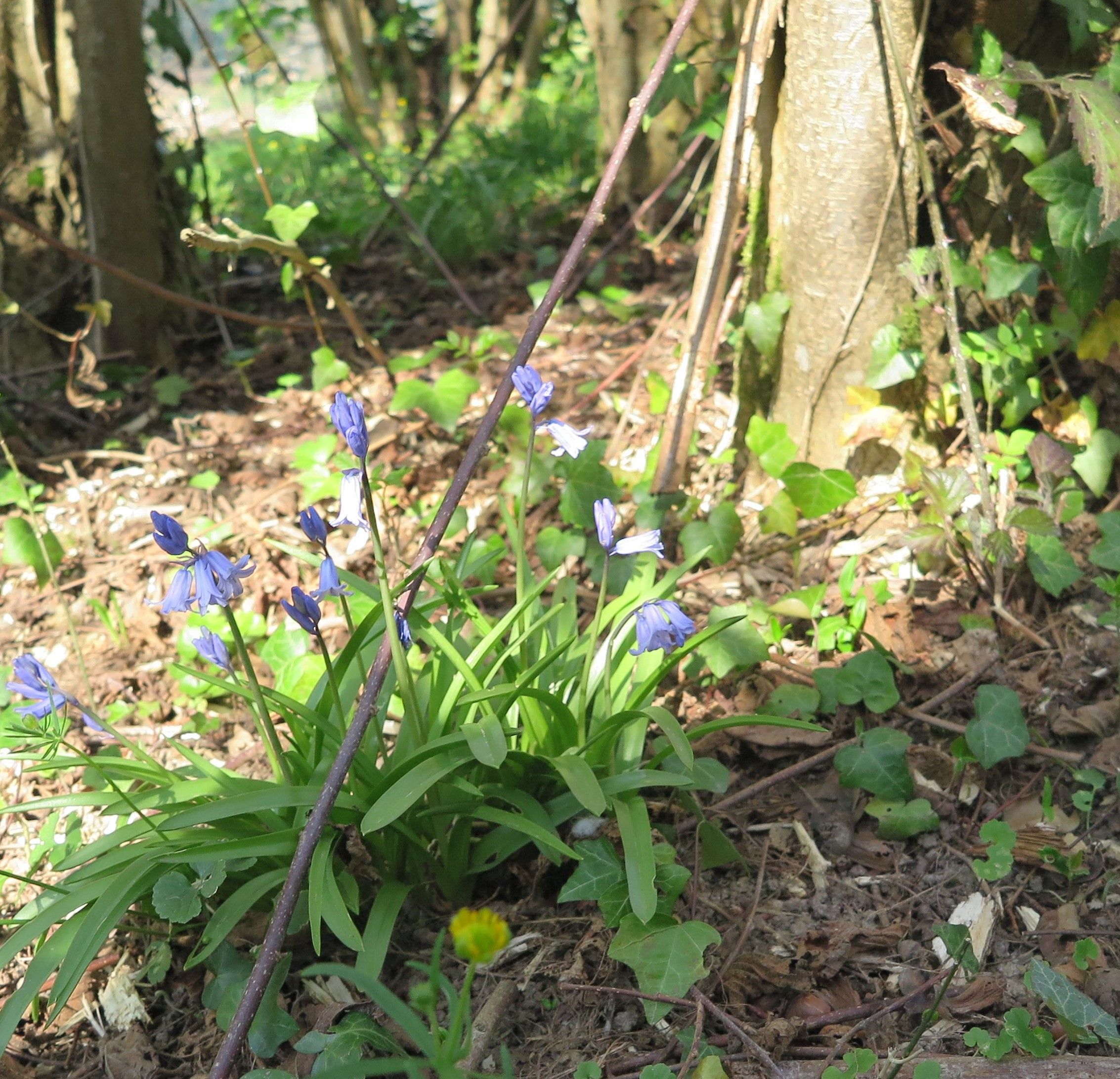 Annexe Biodiversité-2-compressor (1).jpg