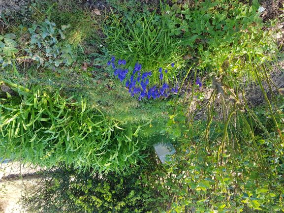 Annexe Diversité jardin - muscari  co.jpg