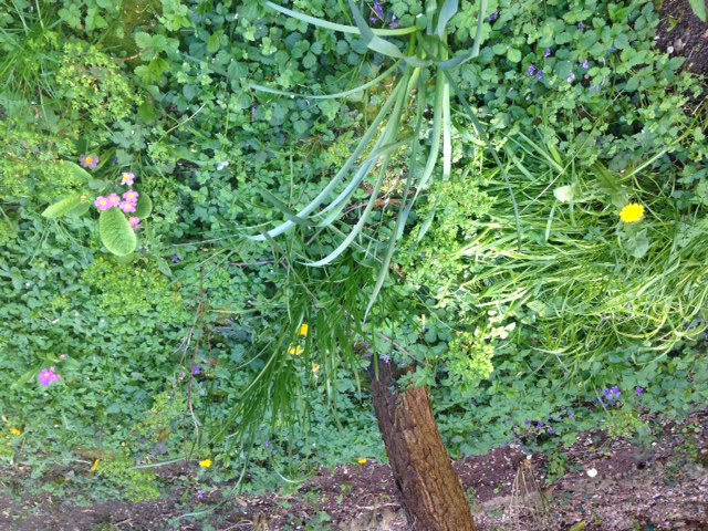 Annexe image1 (2).JPG