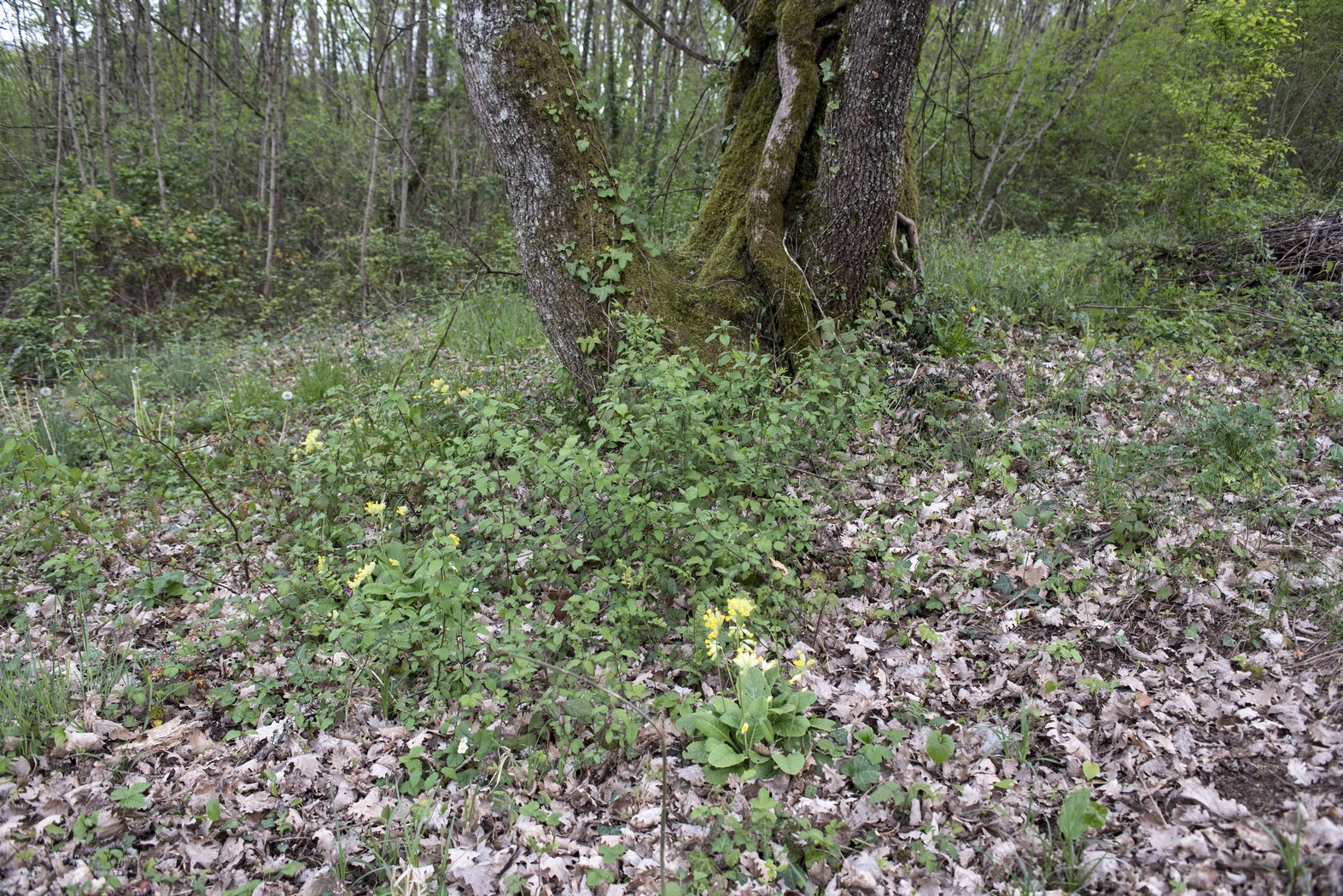Annexe SOUS BOIS DSC_835107 avril 2020.jpg