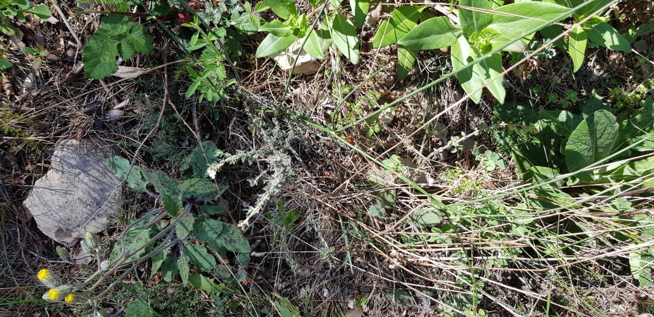 Annexe thumbnail_20200409_131756.jpg