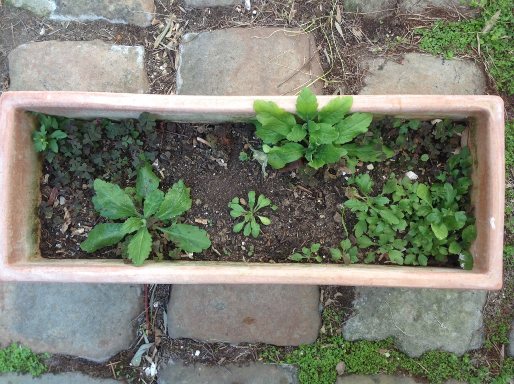 Annexe jardinnière abandonnée.JPG
