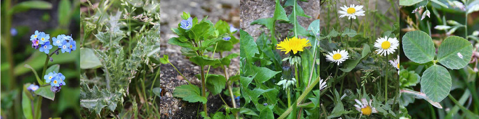 Annexe biodiversite detail.jpg