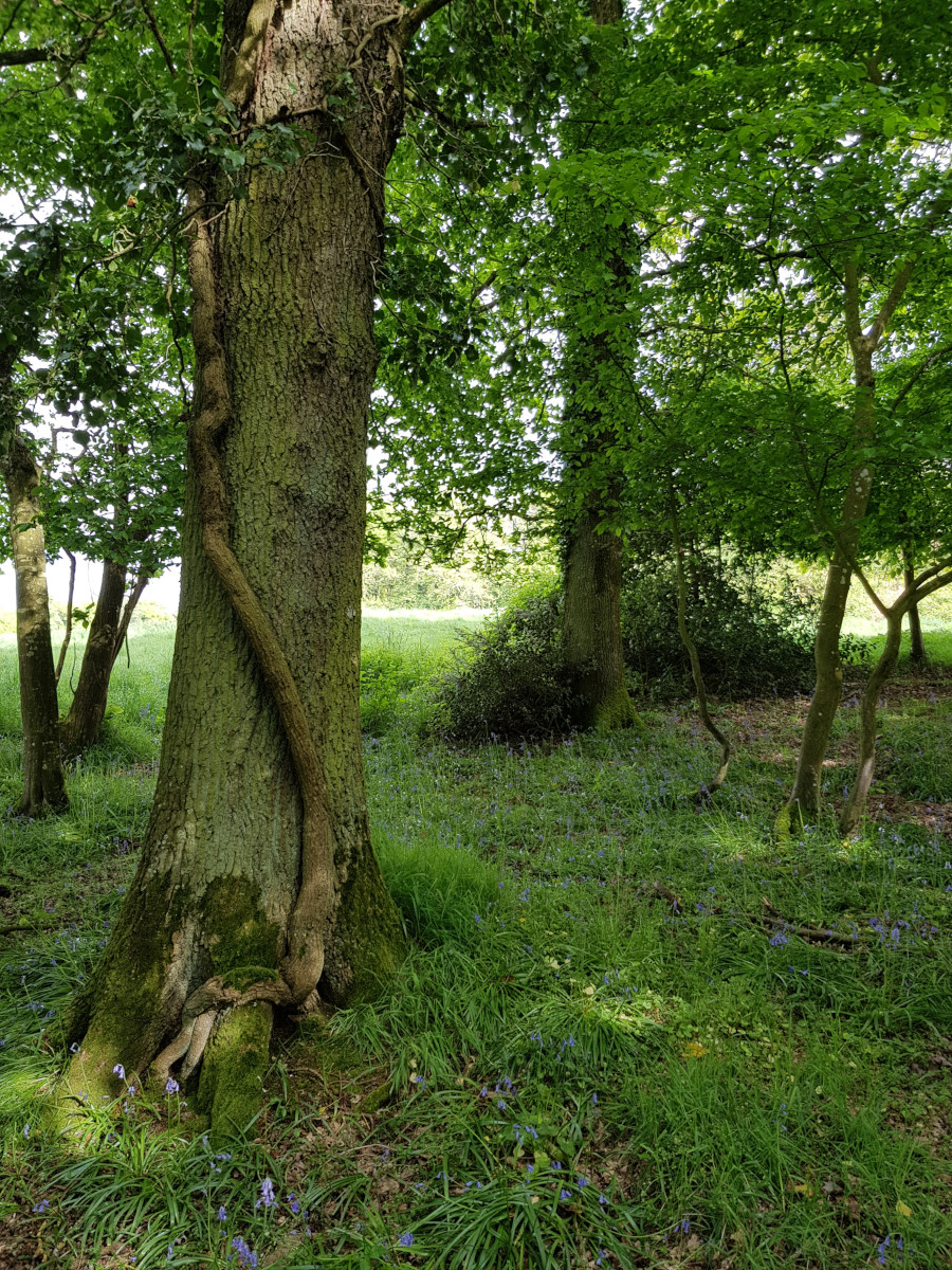 Annexe Photo biodiversité.jpg