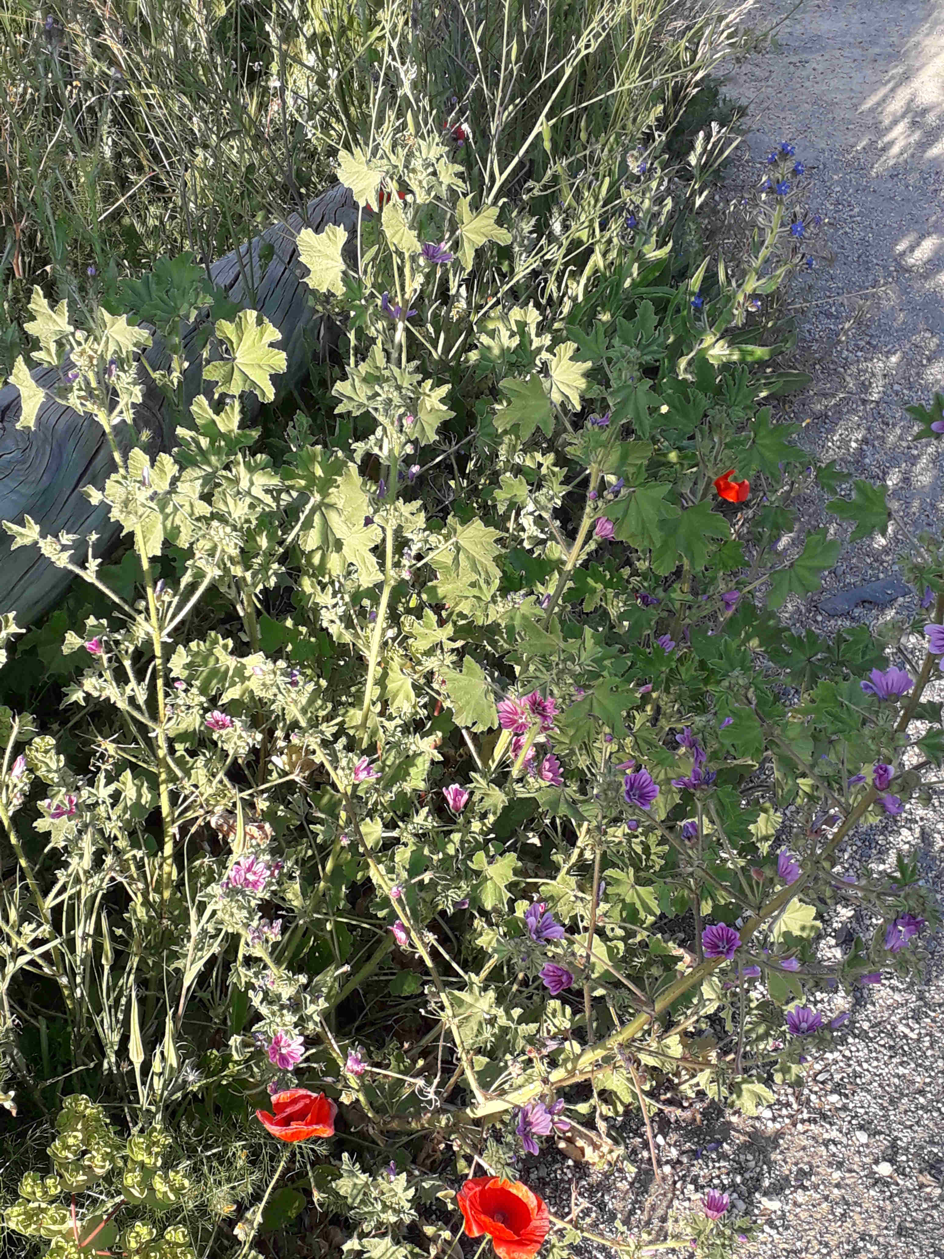 Annexe Biodiversité végétale.jpg